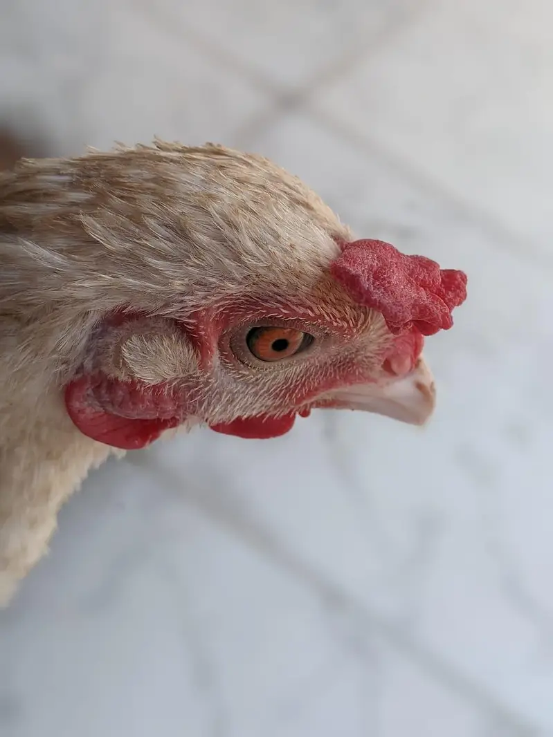 Healthy Desi Hen for Sale  — photo 4