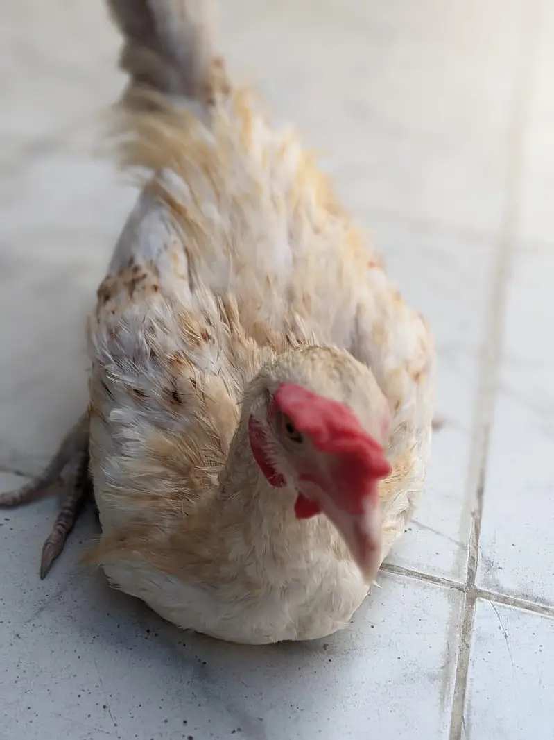 Healthy Desi Hen for Sale  — photo 5