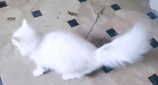 pure white Persian female cat