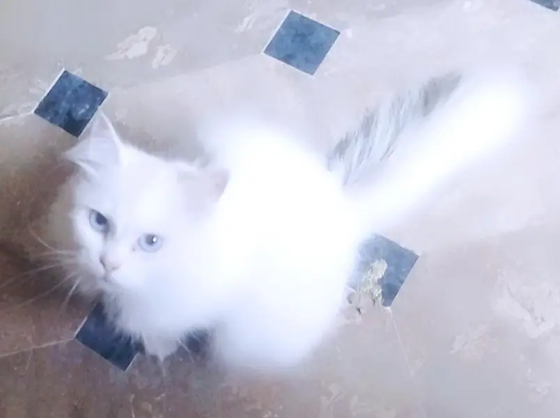 pure white Persian female cat — photo 2