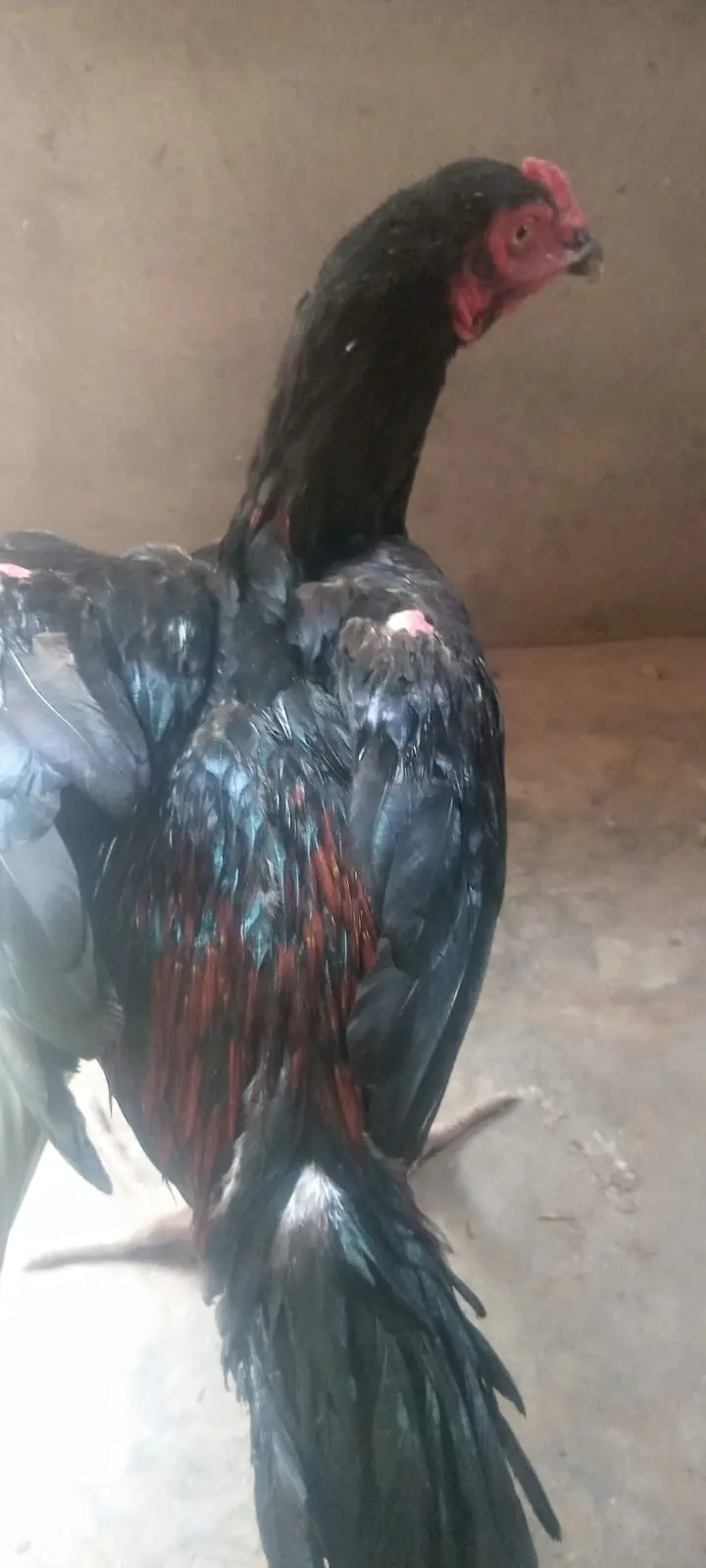 Pakistani Aseel Pair – 7 Months Old – Healthy & Active — photo 3