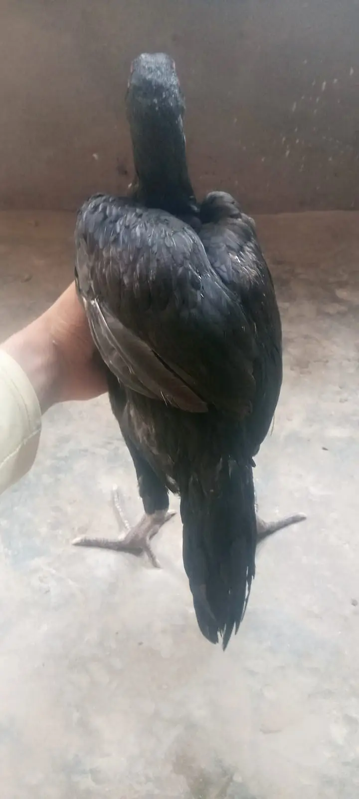 Pakistani Aseel Pair – 7 Months Old – Healthy & Active — photo 5