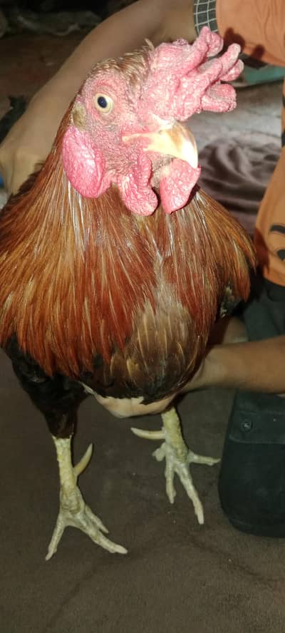 Golden desi pure