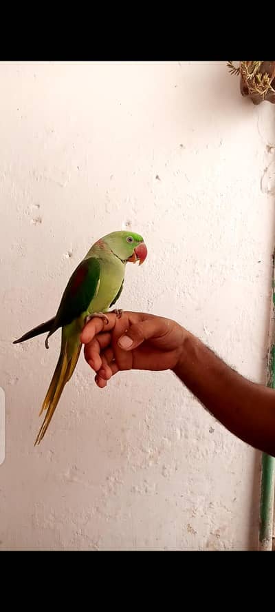 Alexander parrot