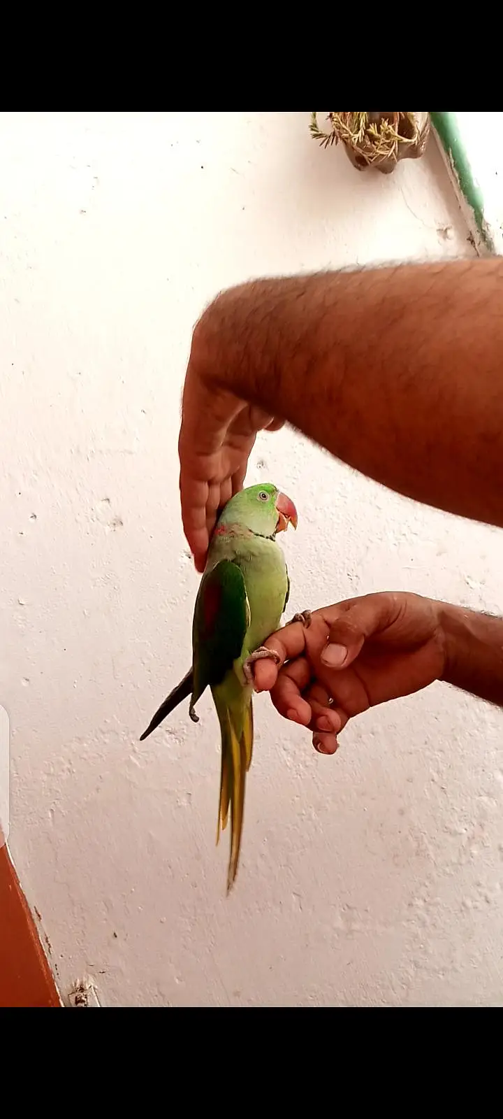 Alexander parrot — photo 2