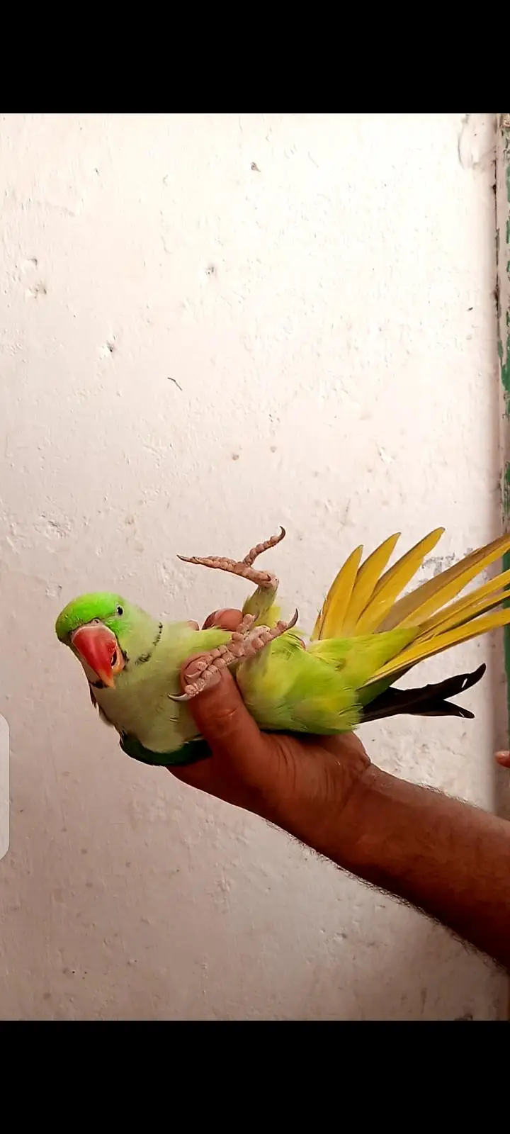 Alexander parrot — photo 3