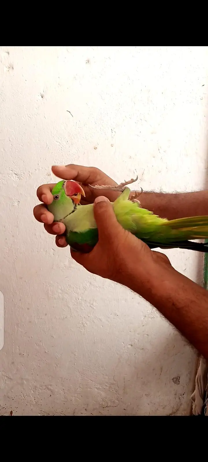 Alexander parrot — photo 4