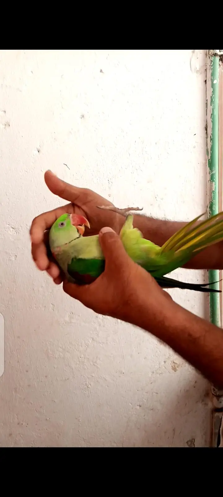 Alexander parrot — photo 5