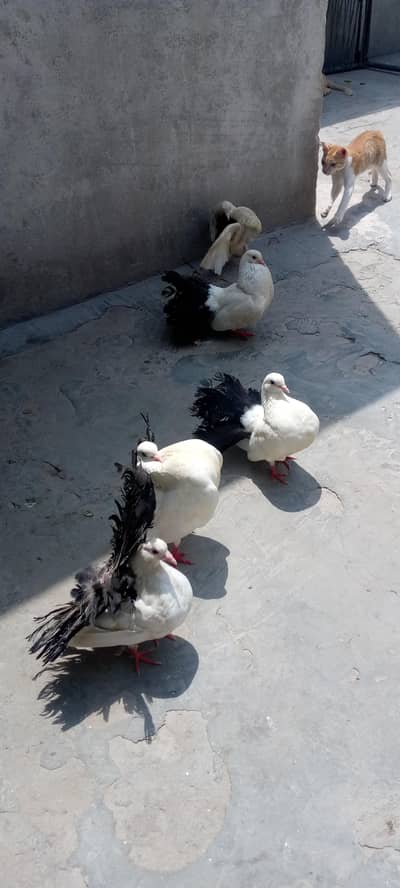 English funtail black tail pairs available hain 3pairs par jorra 4500