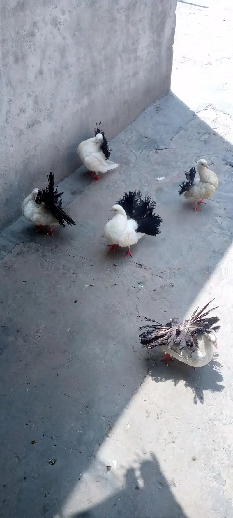 English funtail black tail pairs available hain 3pairs par jorra 4500 — photo 2
