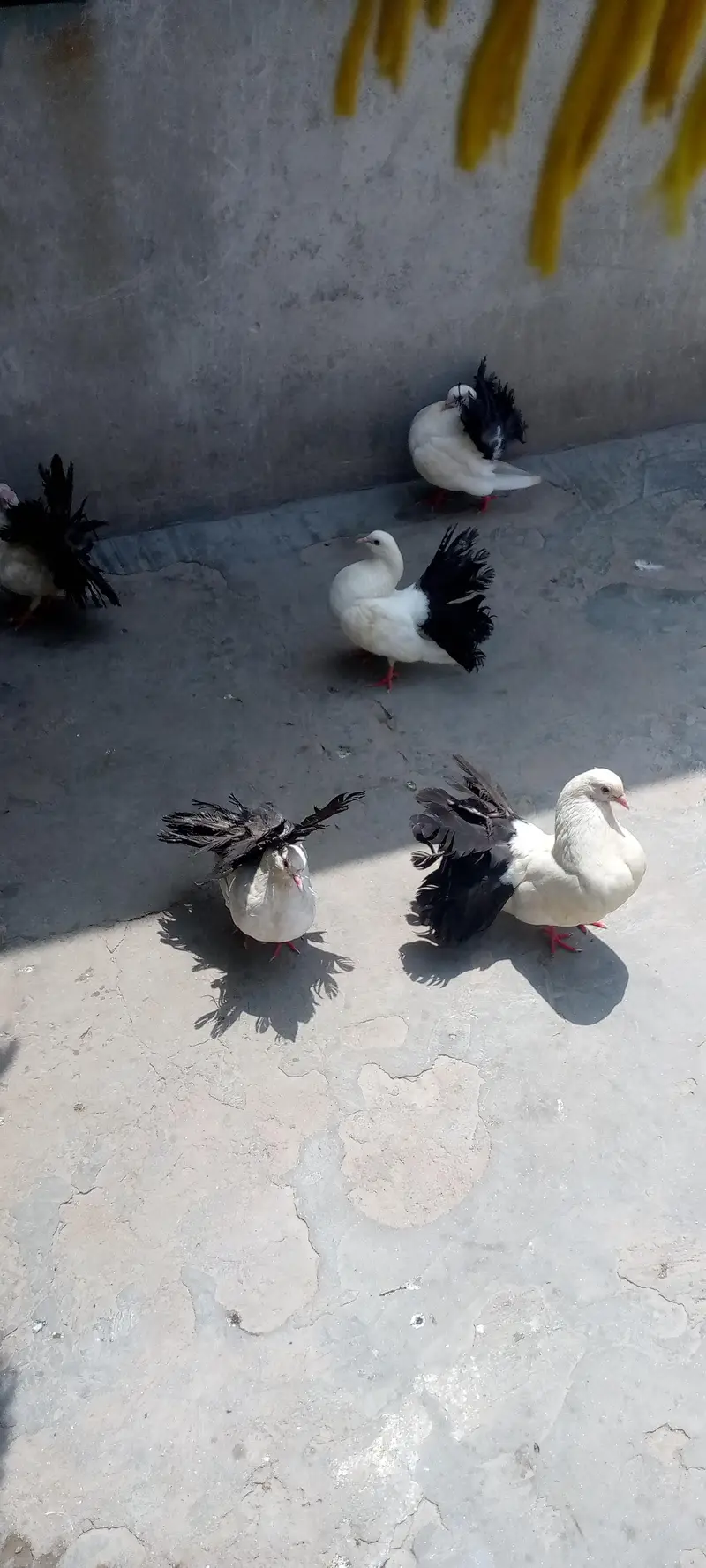 English funtail black tail pairs available hain 3pairs par jorra 4500 — photo 3