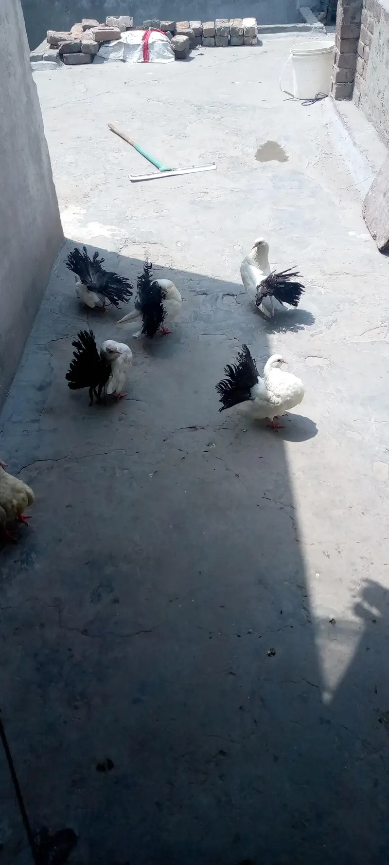 English funtail black tail pairs available hain 3pairs par jorra 4500 — photo 4