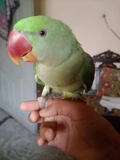 raw parrot