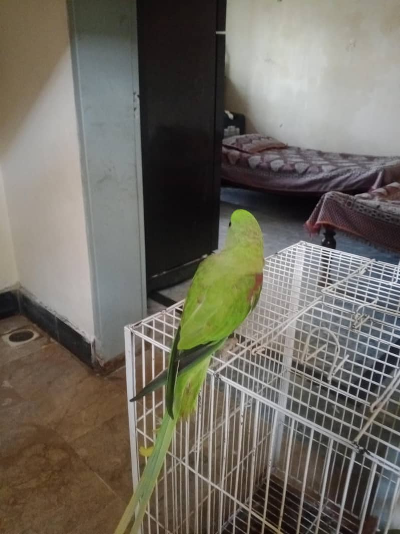 raw parrot 1