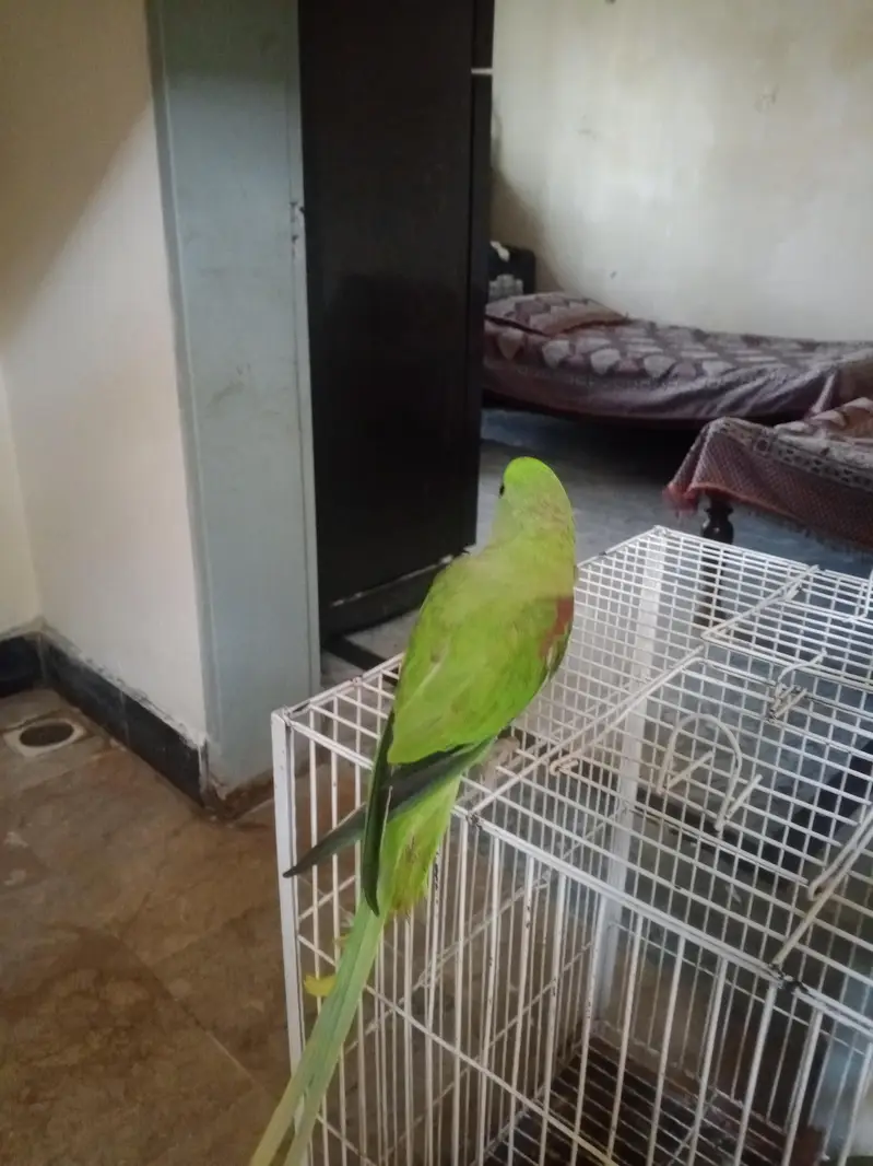 raw parrot — photo 2