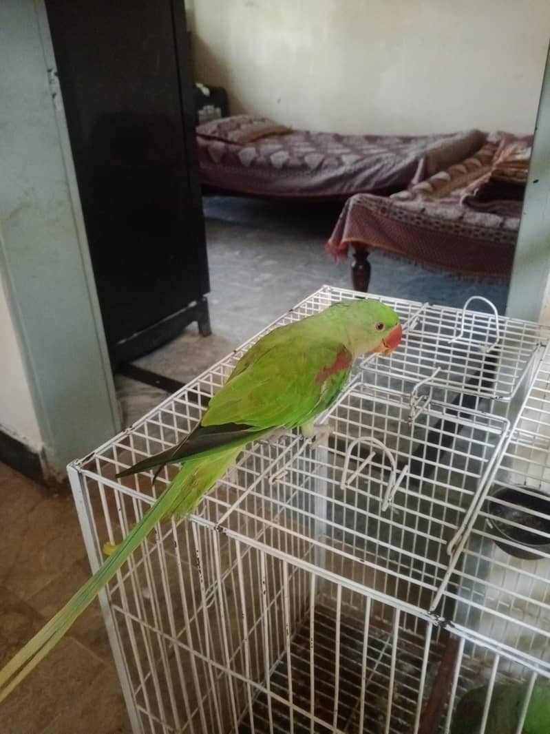 raw parrot 2