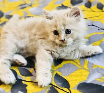 Persian kittens