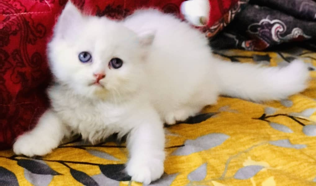 Persian kittens 2