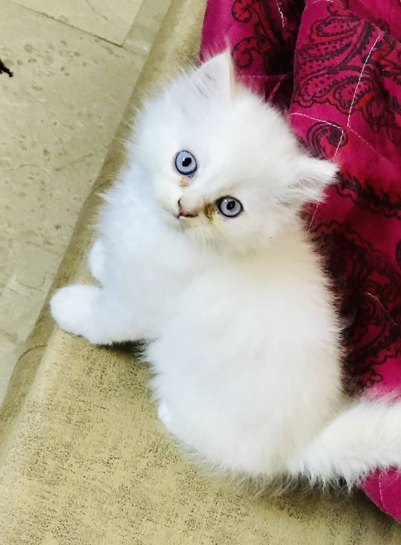 Persian kittens 3