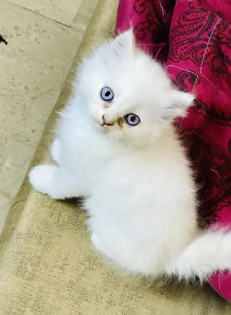 Persian kittens — photo 4