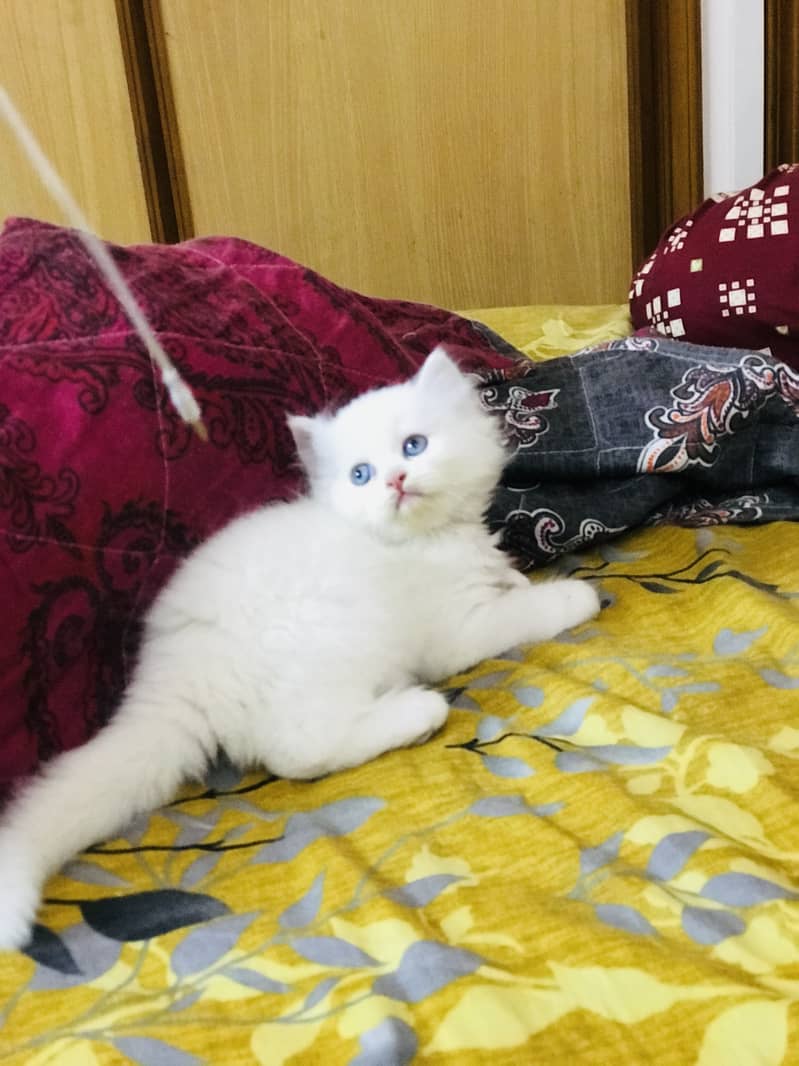 Persian kittens 4