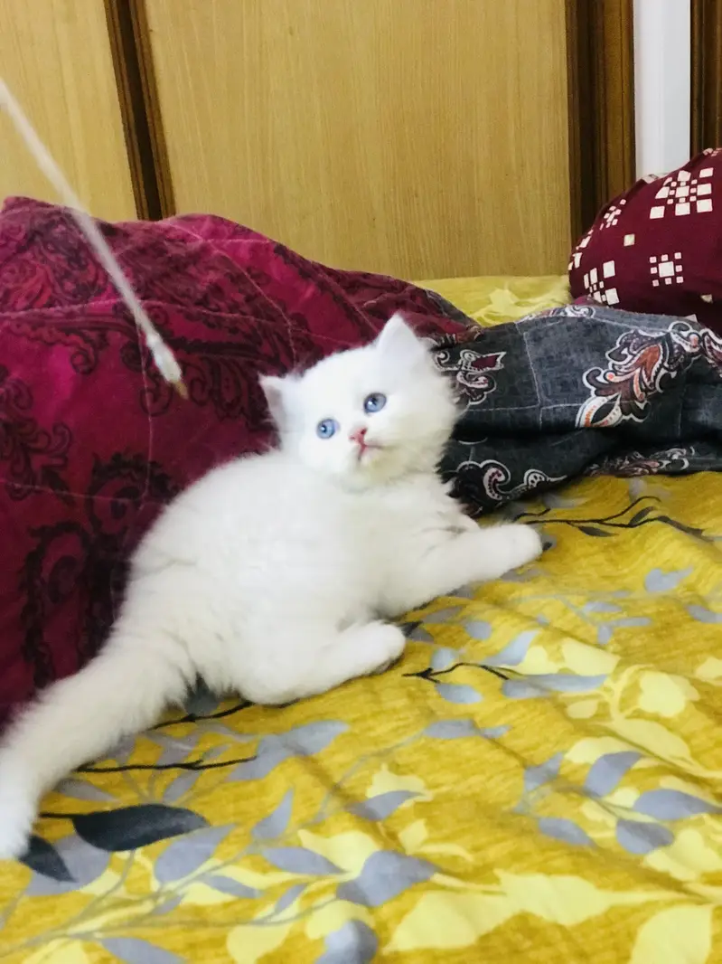 Persian kittens — photo 5