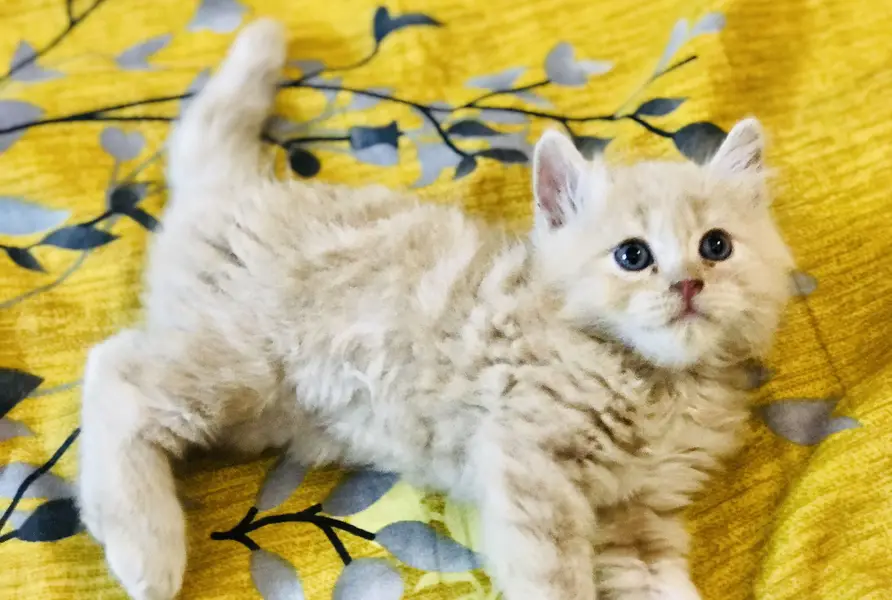 Persian kittens — photo 6