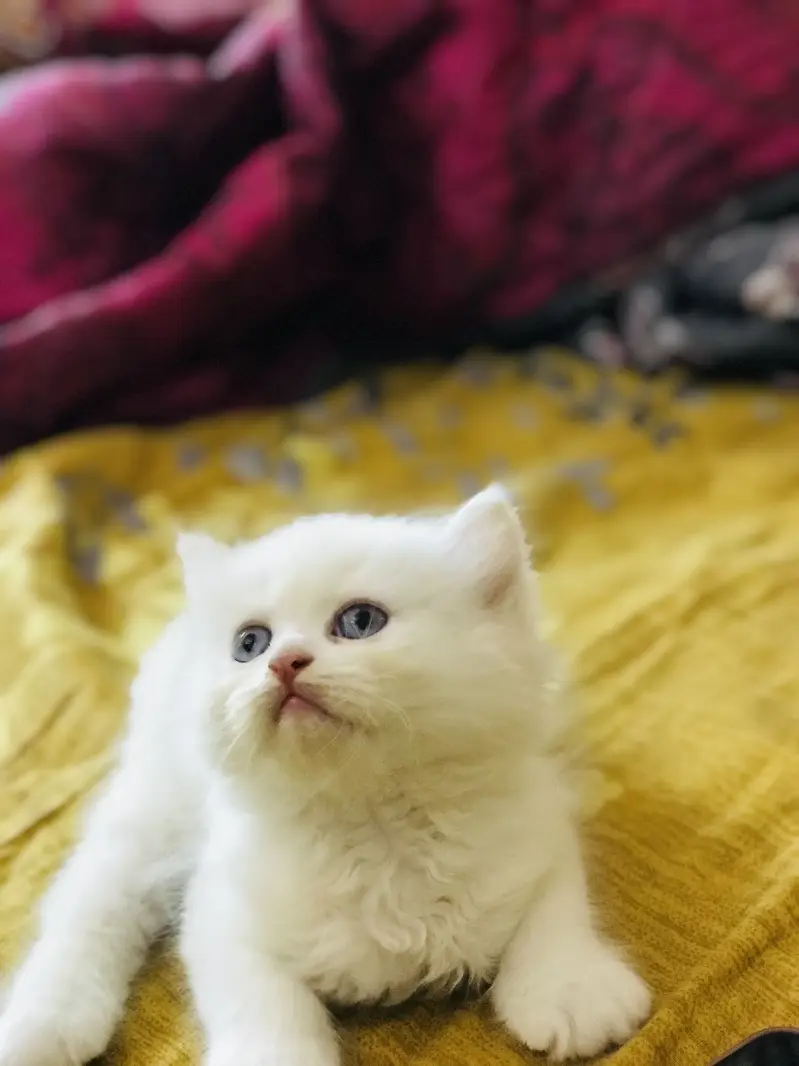 Persian kittens — photo 7