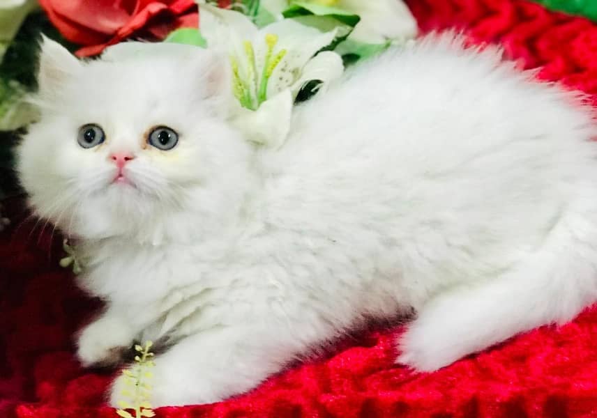 Persian kittens 8