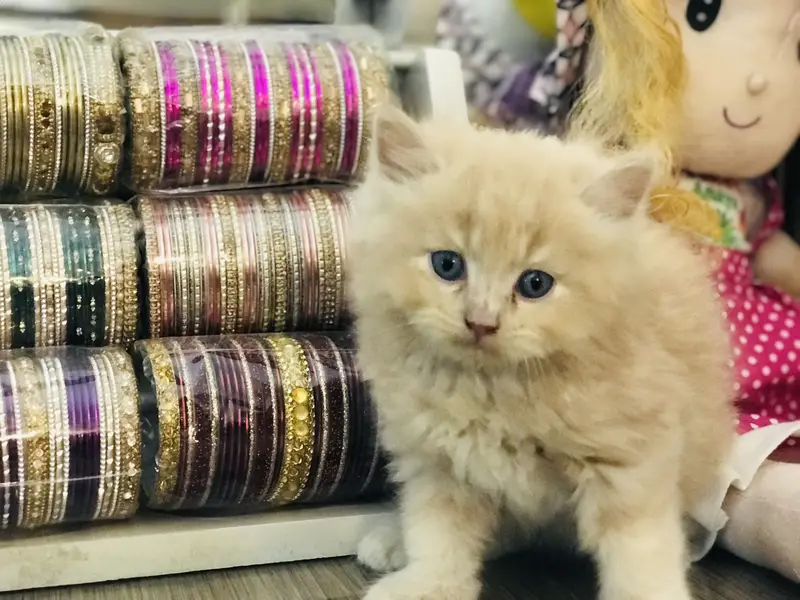 Persian kittens — photo 10