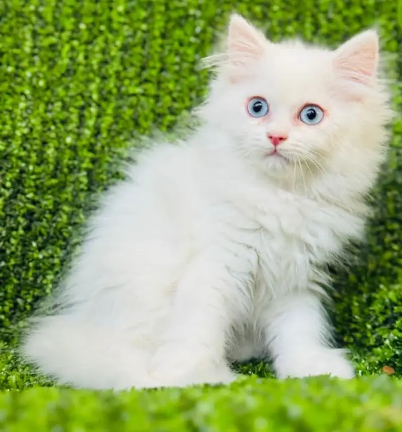 Persian kittens — photo 12