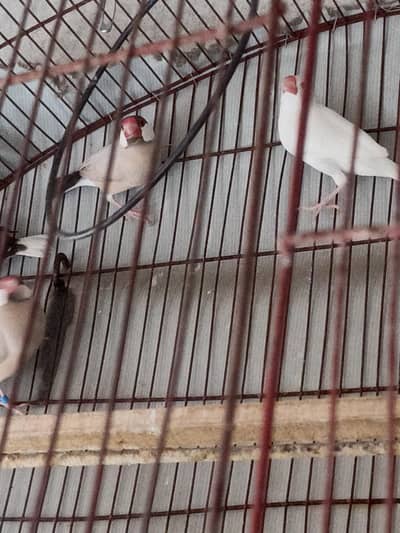 fawn java male and albino java female looking for new shelter
