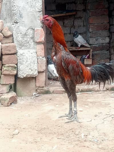 Mashallah pure Dragon patha high quality