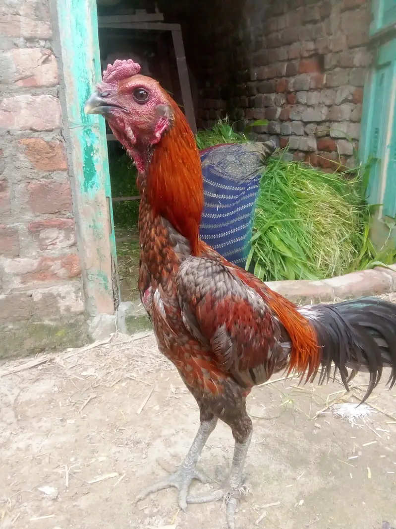 Mashallah pure Dragon patha high quality — photo 2