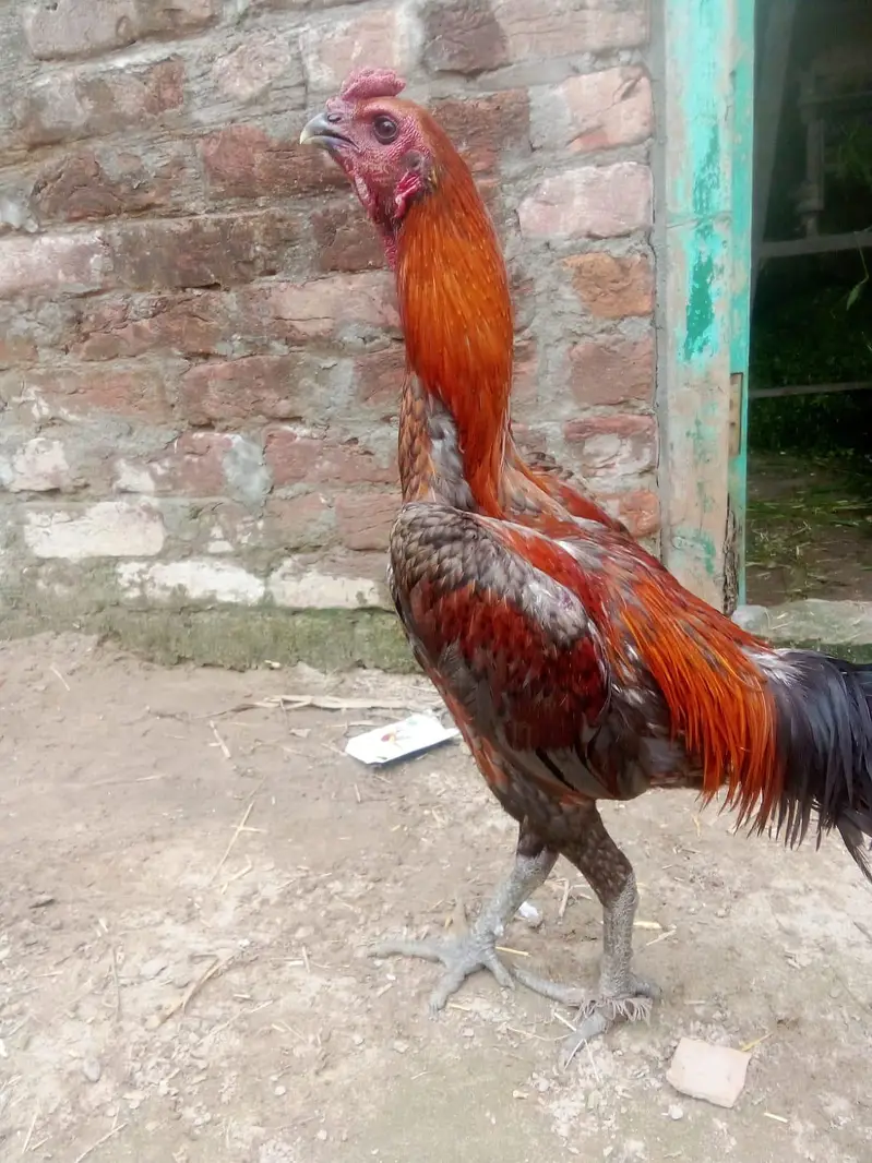Mashallah pure Dragon patha high quality — photo 3