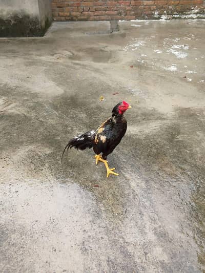 urgent sale sel murga
