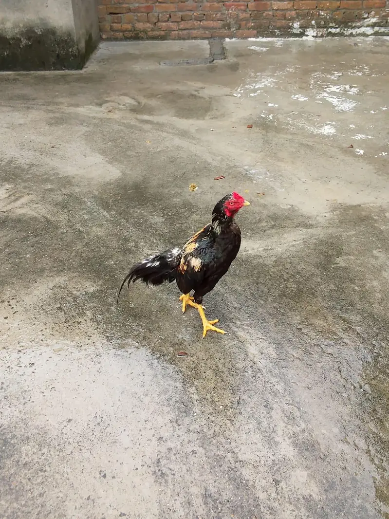urgent sale sel murga