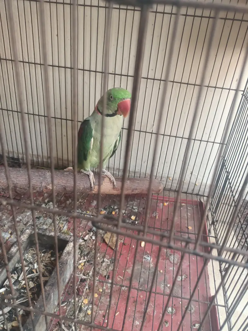 selling my raw — photo 2