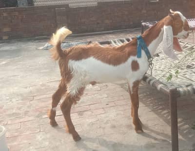 Sindhi barkay for sale