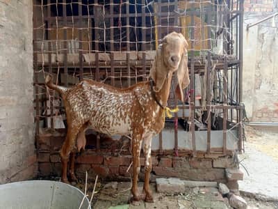 makhi cheeni bakri