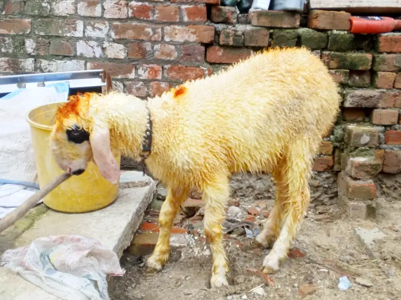 goats urgant sale — photo 3