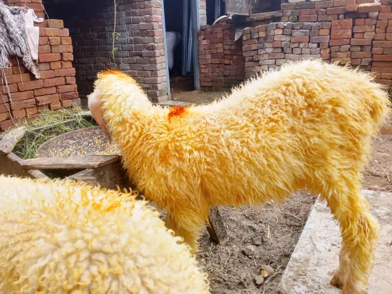 goats urgant sale — photo 4