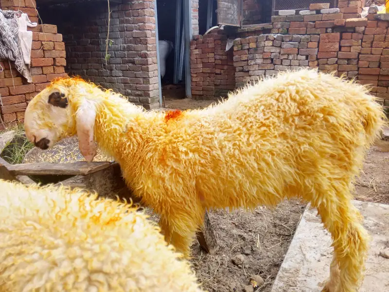 goats urgant sale — photo 5