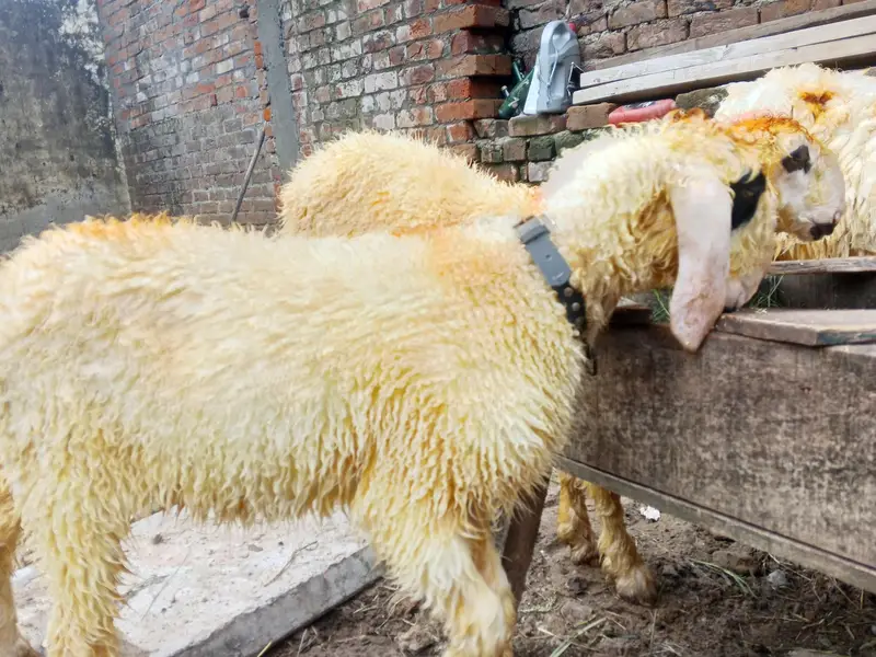 goats urgant sale — photo 6