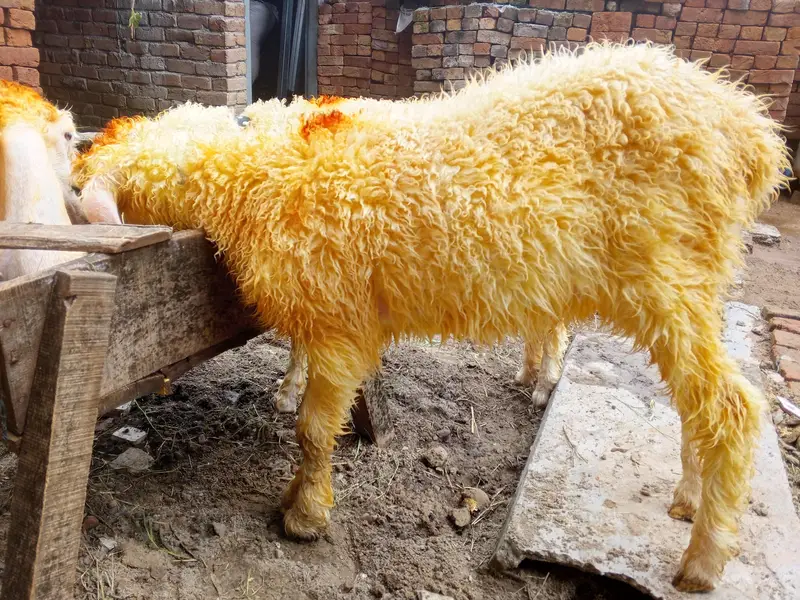 goats urgant sale — photo 7