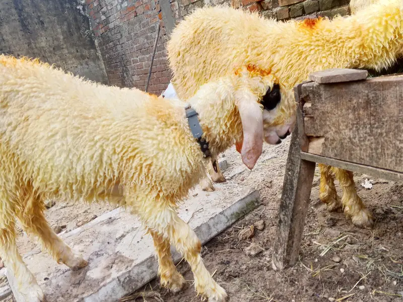 goats urgant sale — photo 8