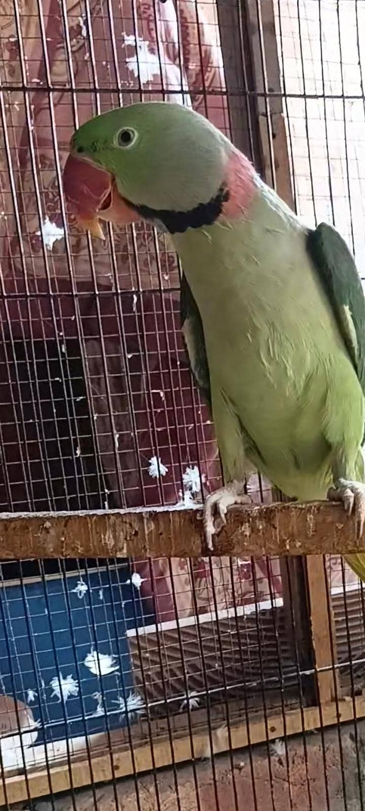 rew parrot 0