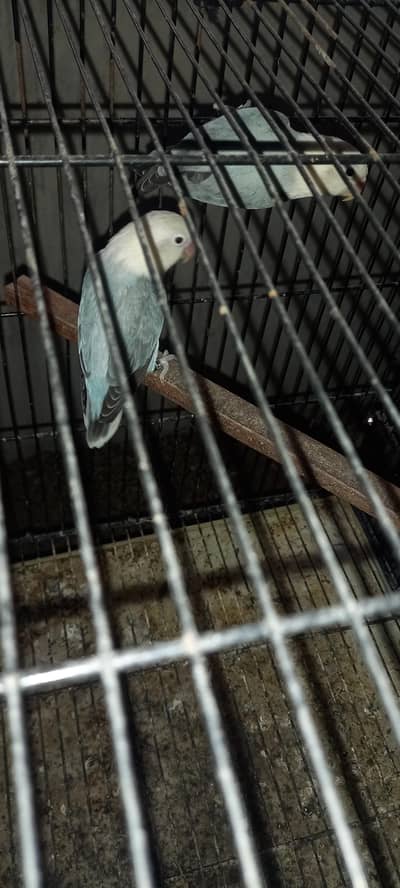 love Birds Breeder pair