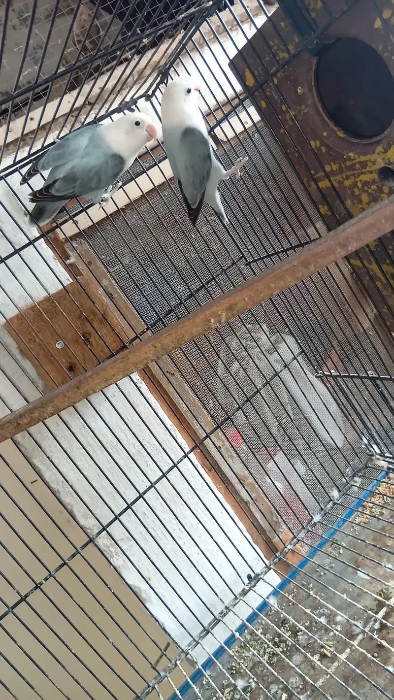 love Birds Breeder pair — photo 2