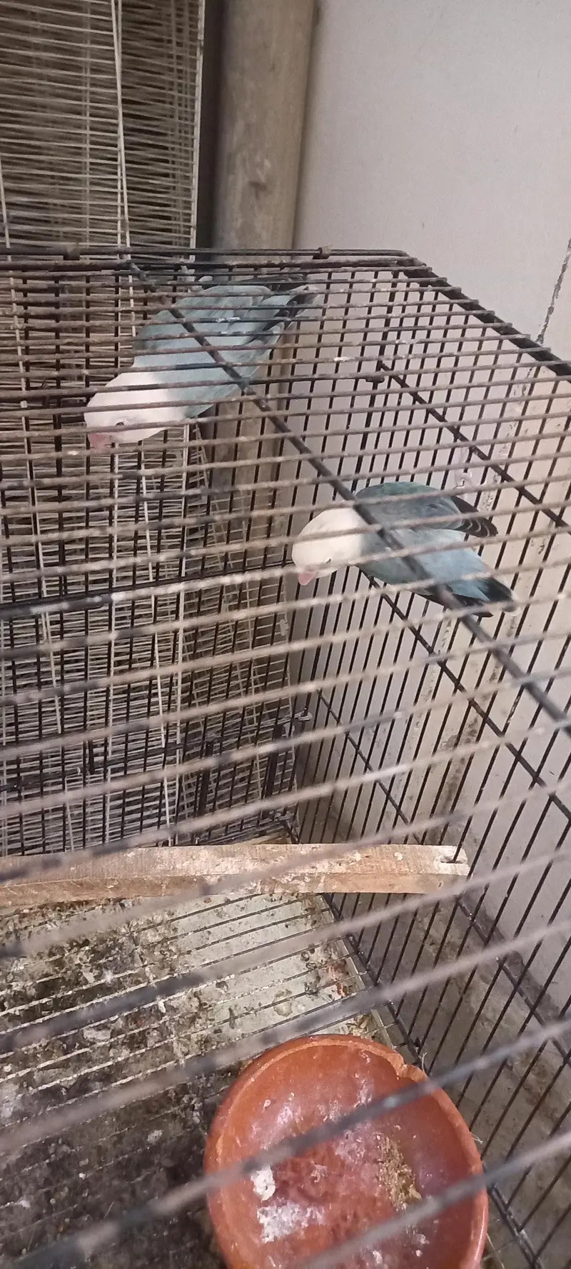 love Birds Breeder pair — photo 3